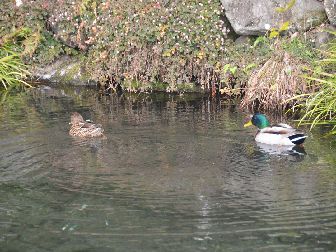 Yusui Park-富士市必去景点