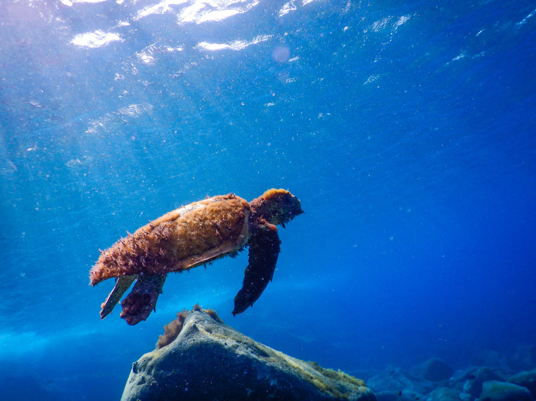 Freediving El Hierro景点图片
