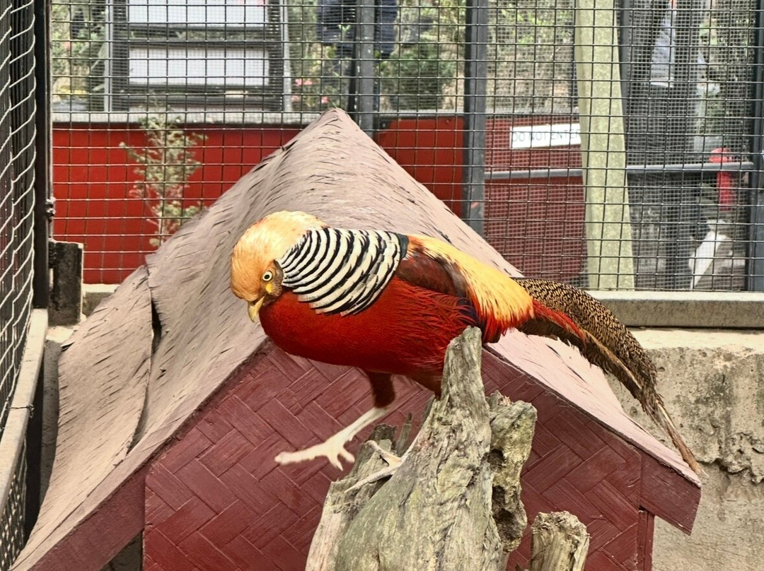 Baizus Holidays-Sungava必去景点