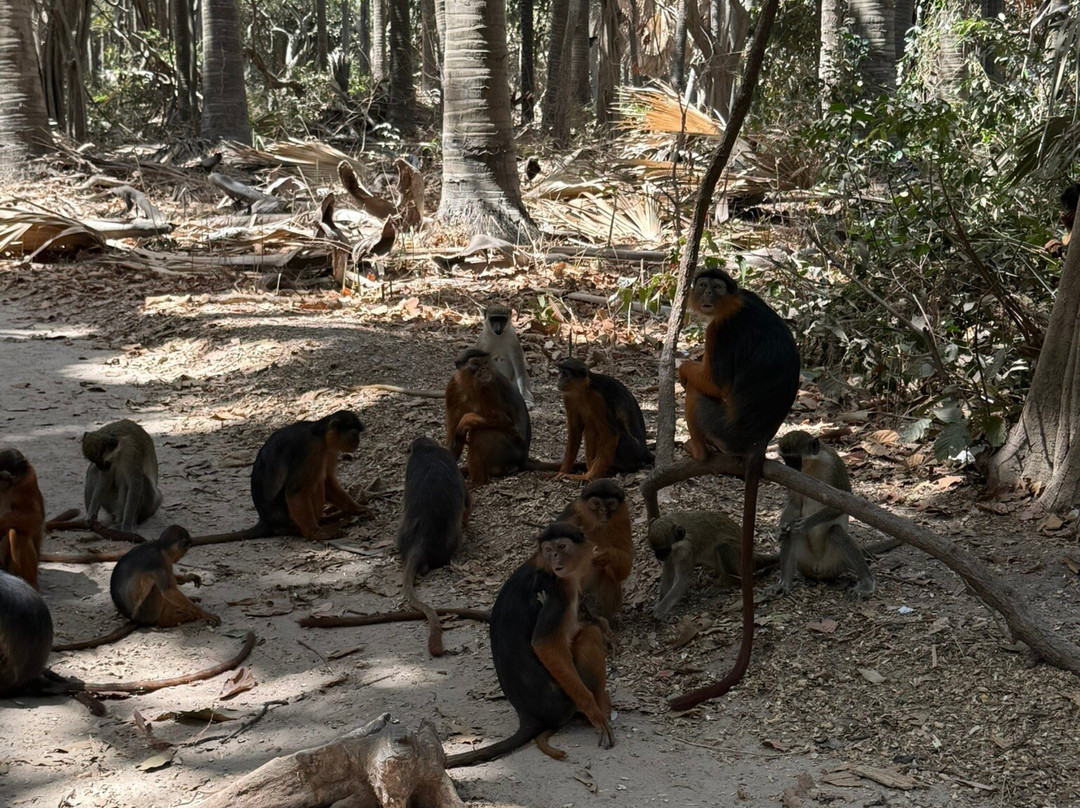 Monkey Park Senegambia景点图片