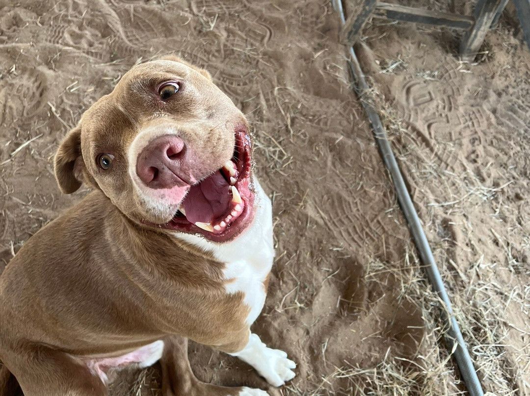 Wild Horse Rescue Center-Webster必去景点