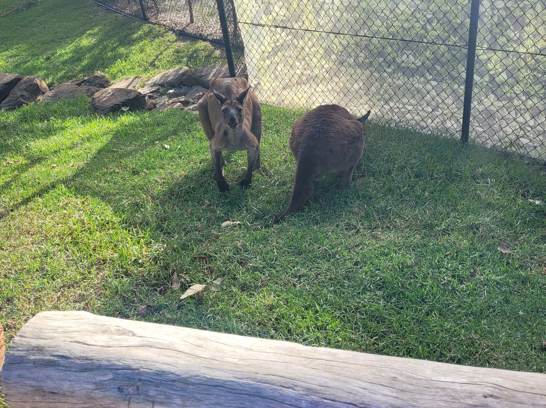 Sydney Zoo-布莱克敦必去景点