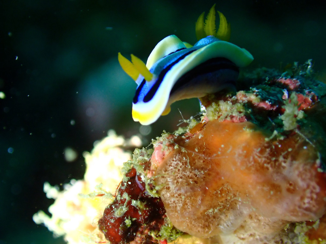 潜水迷浮潜店-仙本那必去景点