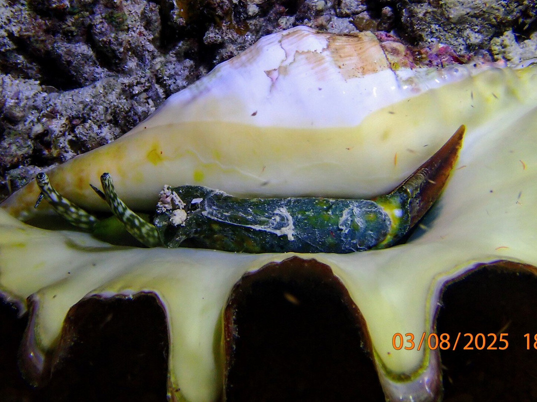 Fun Divers Zanzibar-奔巴岛必去景点