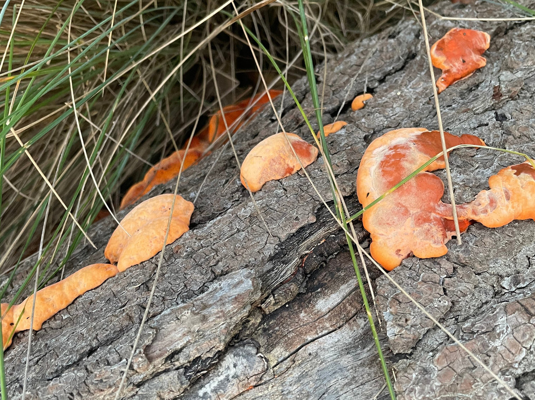 Swan Park Reserve Playground-Stratford必去景点