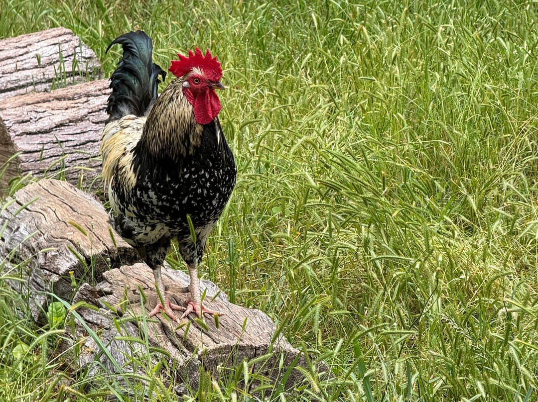 Jarrell Plantation Historic Site-Juliette必去景点