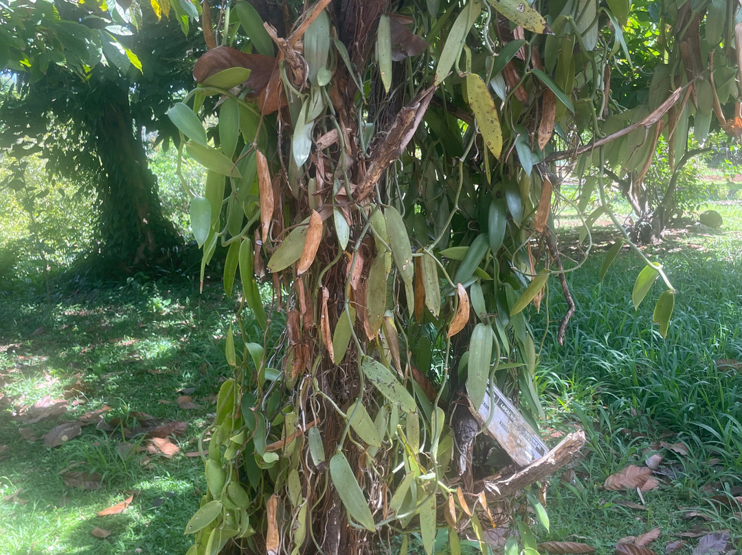 Laura's Herb & Spice Garden-St. George's必去景点