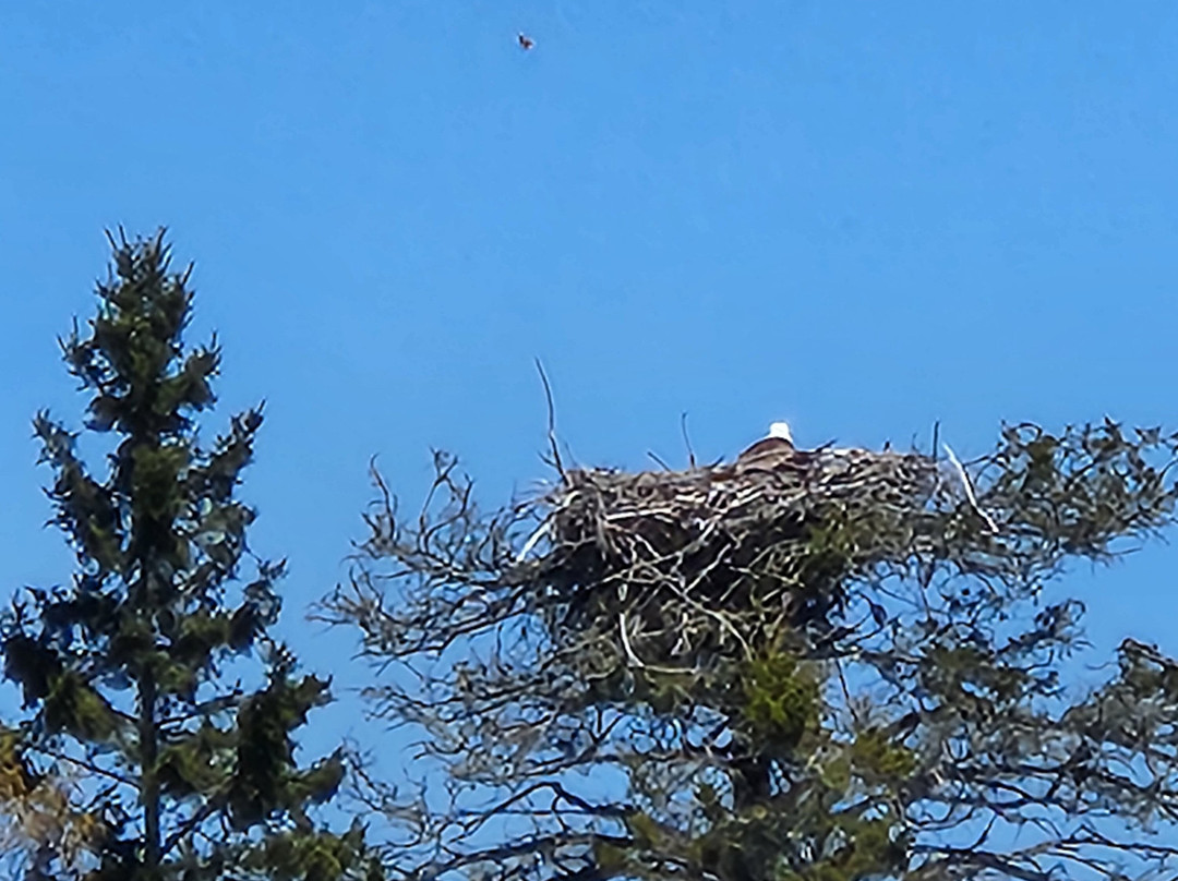 Osprey's Echo Sea Kayaking景点图片