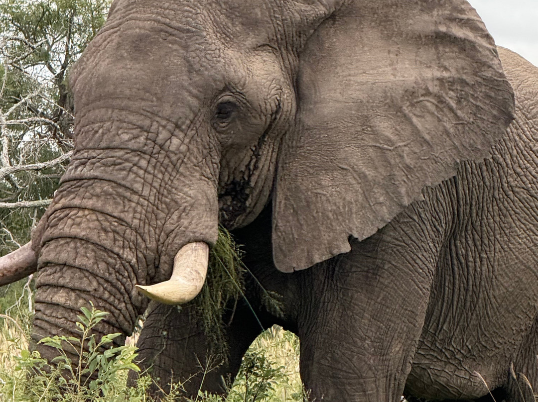 Tsiba Tsiba Wine Tours-斯泰伦博斯必去景点