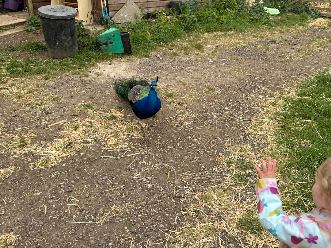 Tostock Animal Park-Tostock必去景点