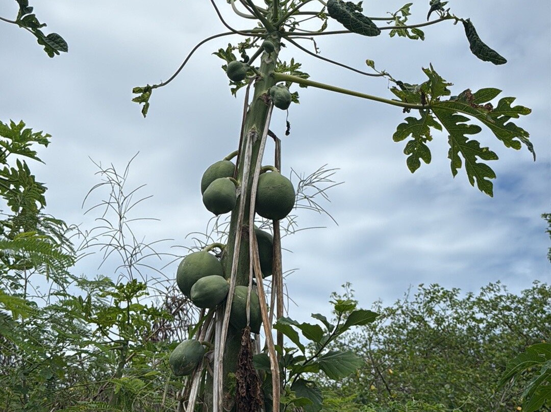 Fort Frederik-Frederiksted必去景点