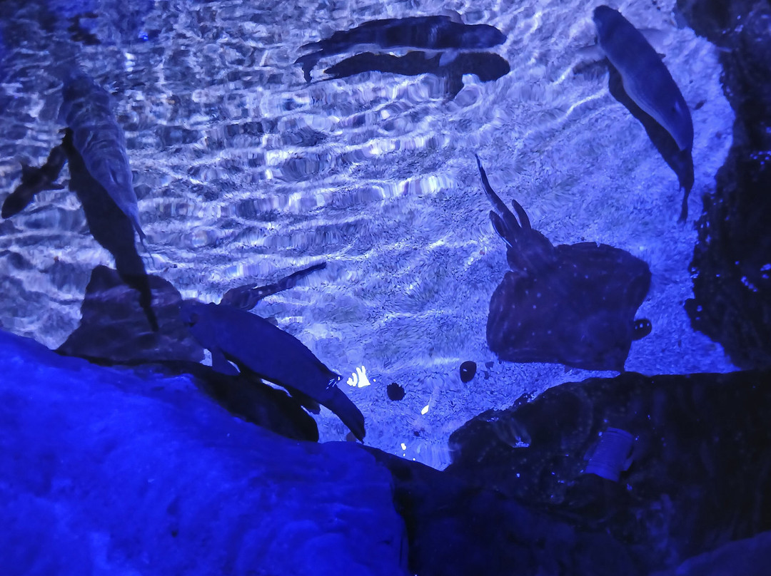 Sea Life Blankenberge-布朗肯堡必去景点