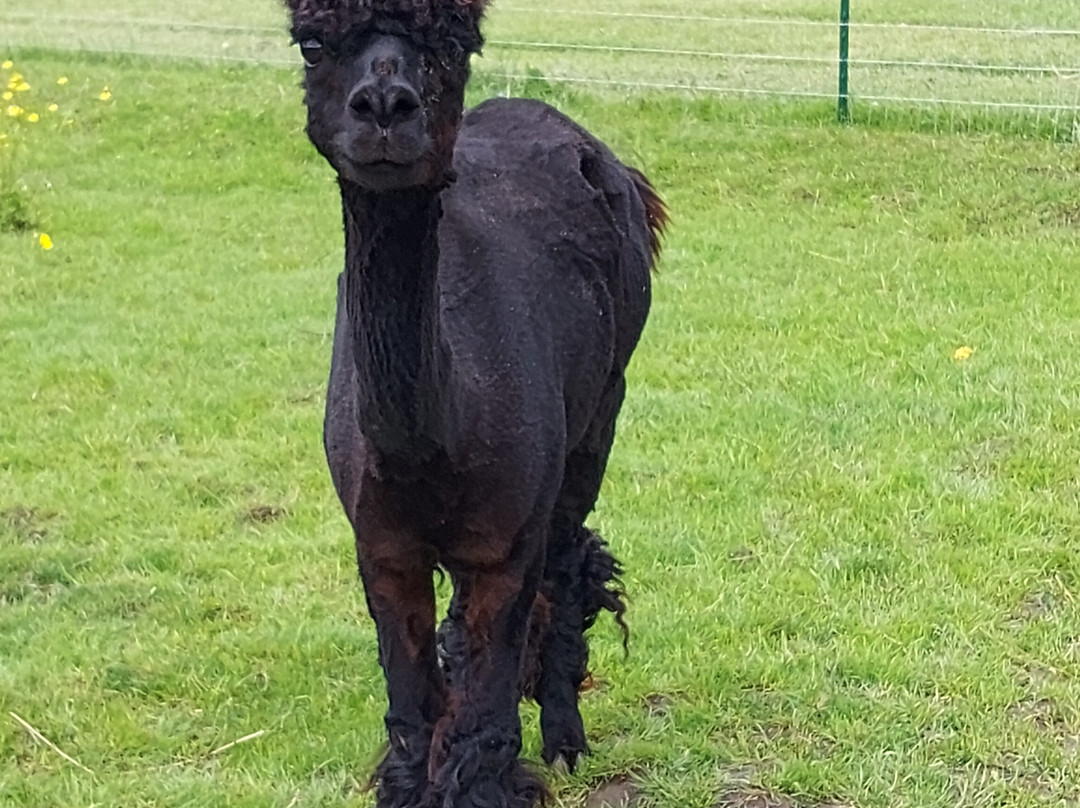 Cherry Lane Acres-圣玛丽必去景点