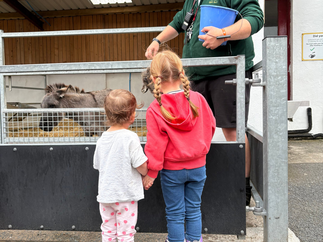 The Ark Open Farm-Newtownards必去景点