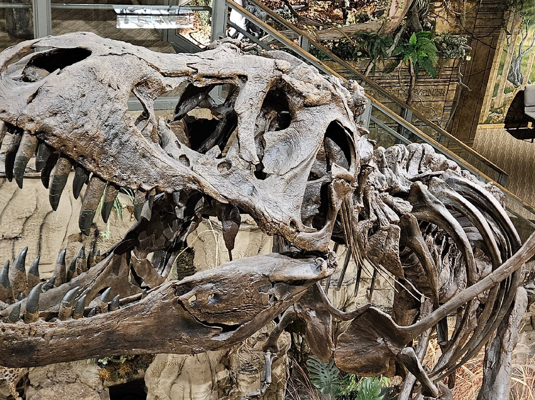 Glendive Dinosaur & Fossil Museum-Glendive必去景点