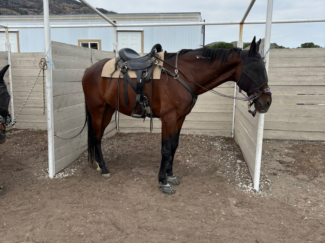 Sun Hills Riding Centre-奥索尤斯必去景点