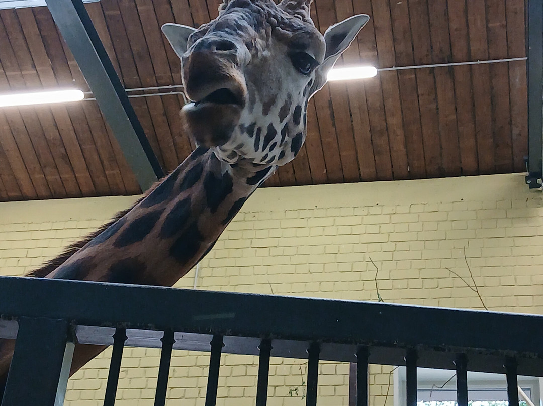 Zoopark Kaunas-考那斯必去景点