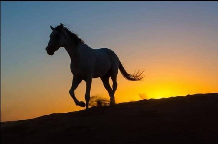 Centre Dar Equestre-阿伊特·本·哈杜筑垒村必去景点