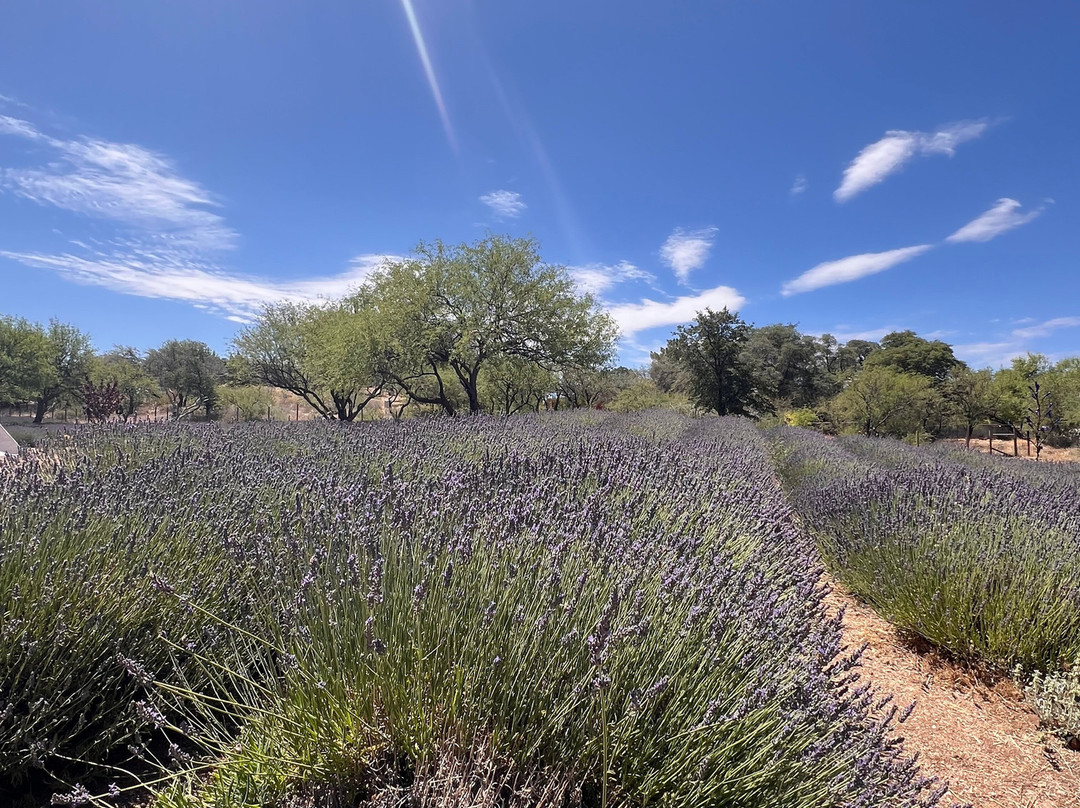 Life Under The Oaks Lavender Farm-Oracle必去景点