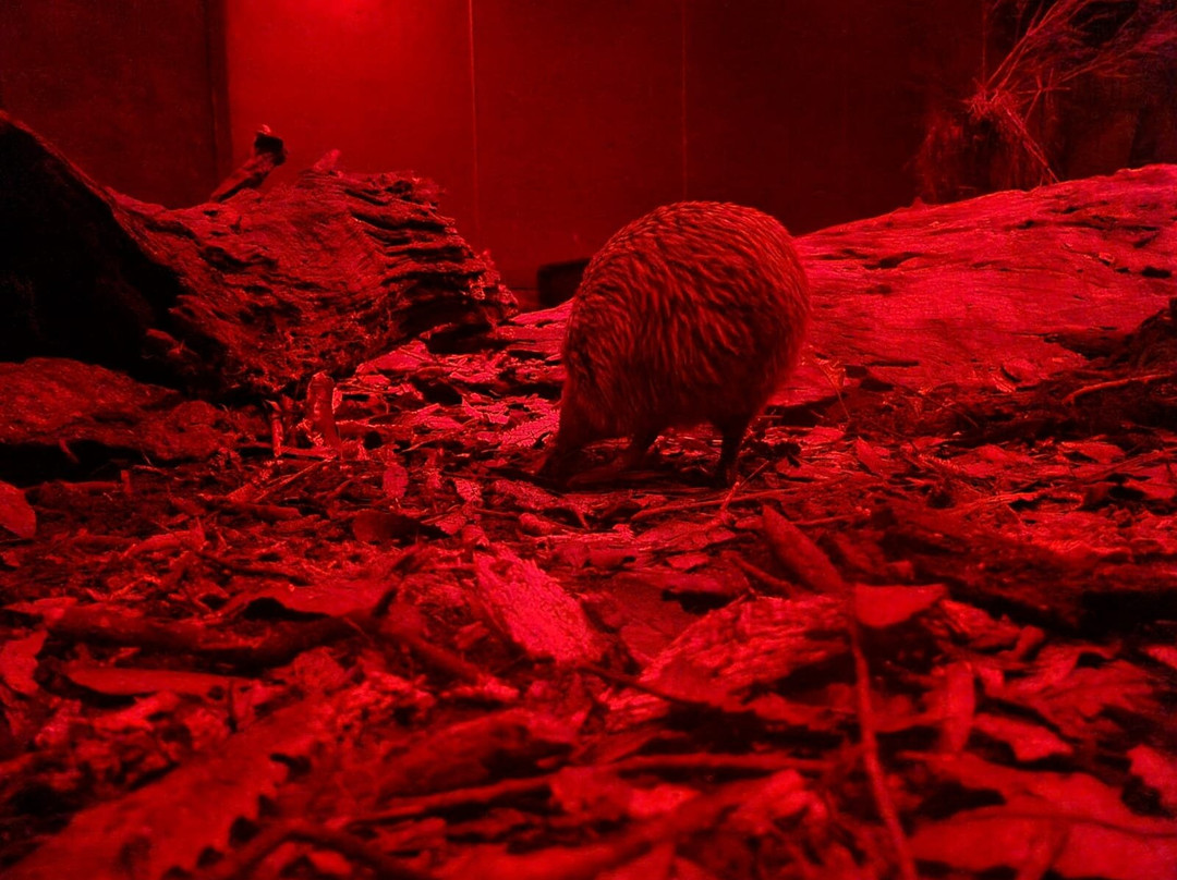 Pūkaha National Wildlife Centre-马斯特顿必去景点