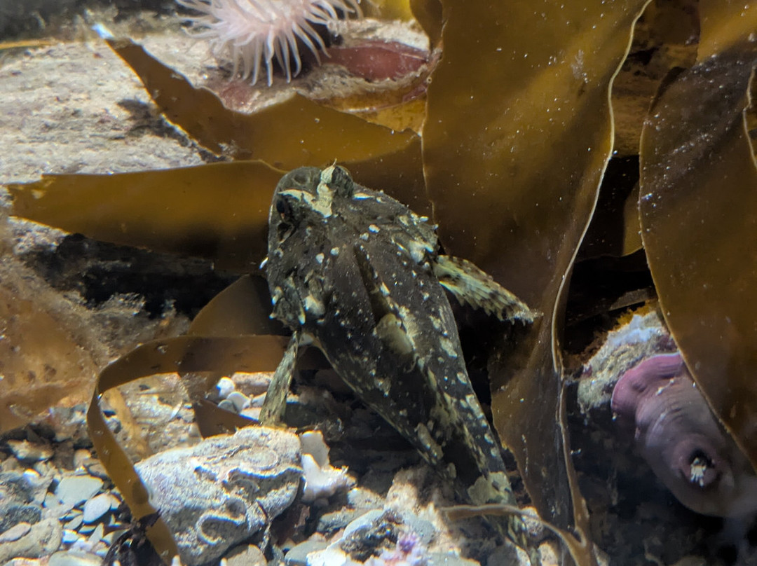 Ilfracombe Aquarium-伊尔弗勒科姆必去景点