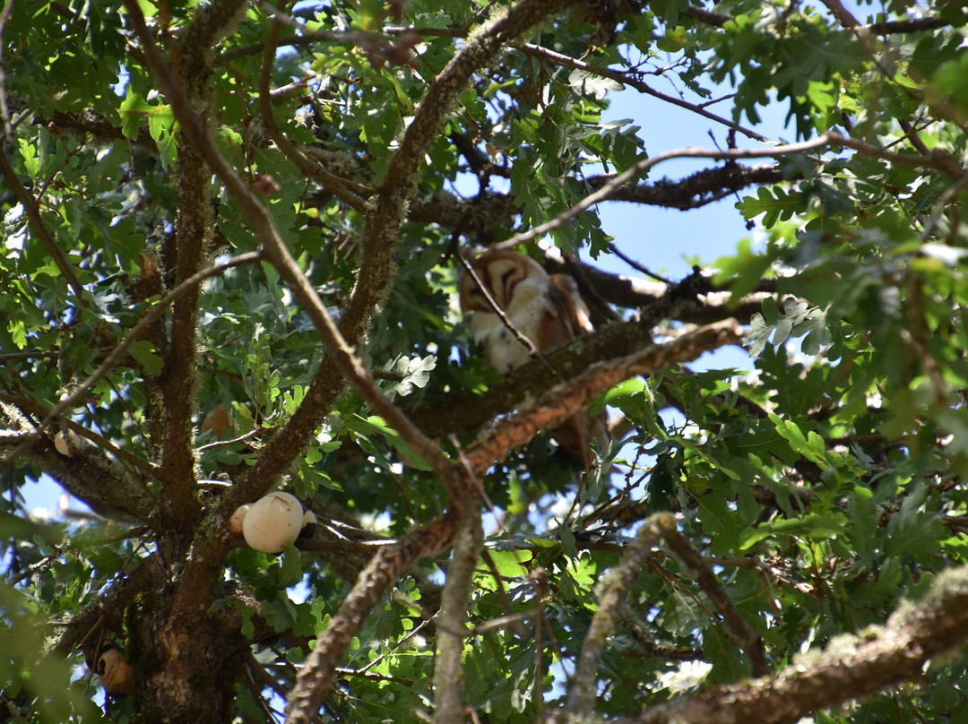 Loxton Winery-Glen Ellen必去景点