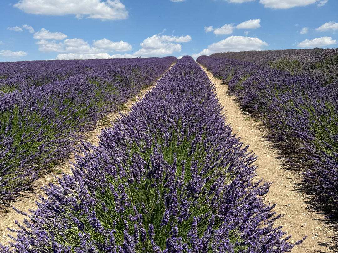 Hitchin Lavender-Ickleford必去景点