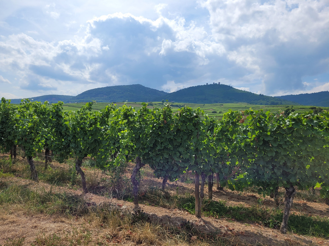 Domaine Zinck-艾古斯汉必去景点