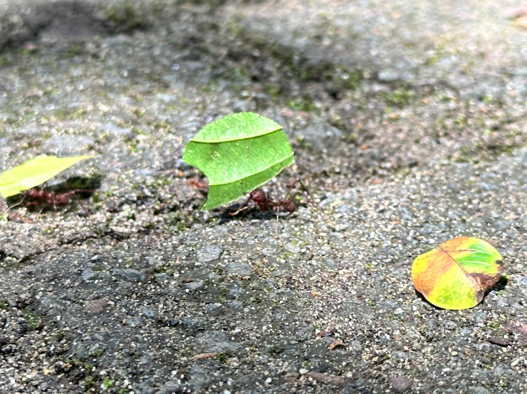 Limoncocha National Biological Reserve-Limoncocha必去景点
