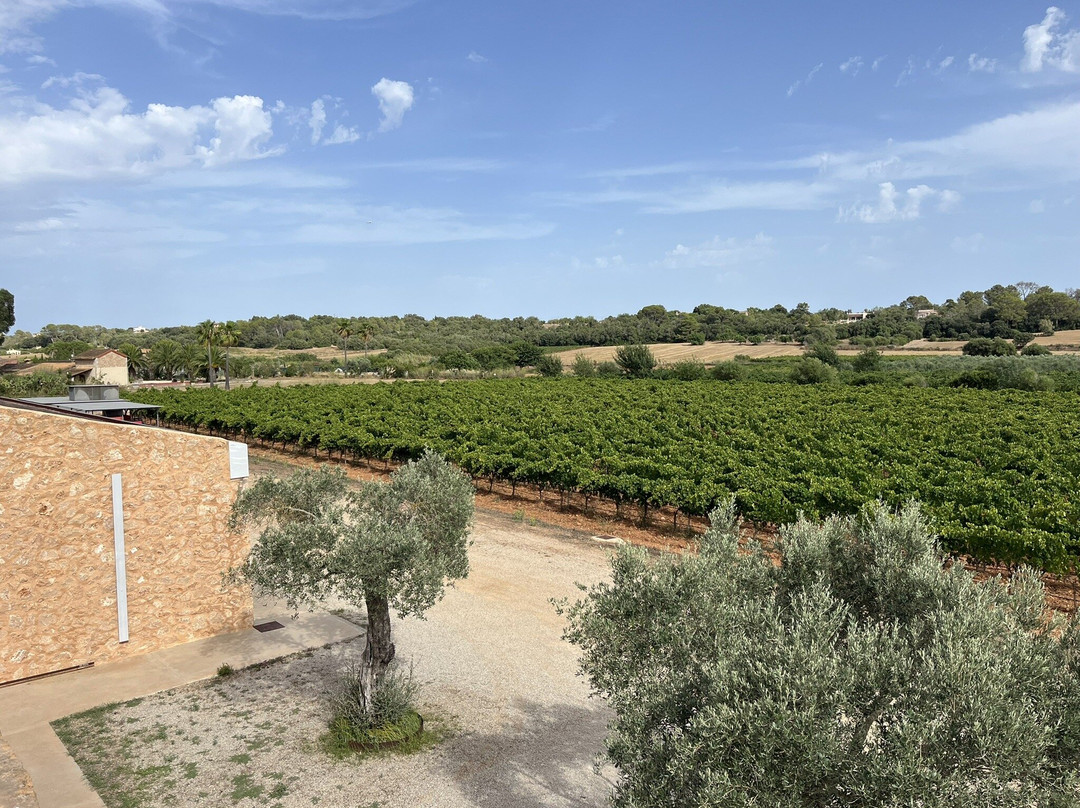 Son Juliana-Santa Eugenia必去景点