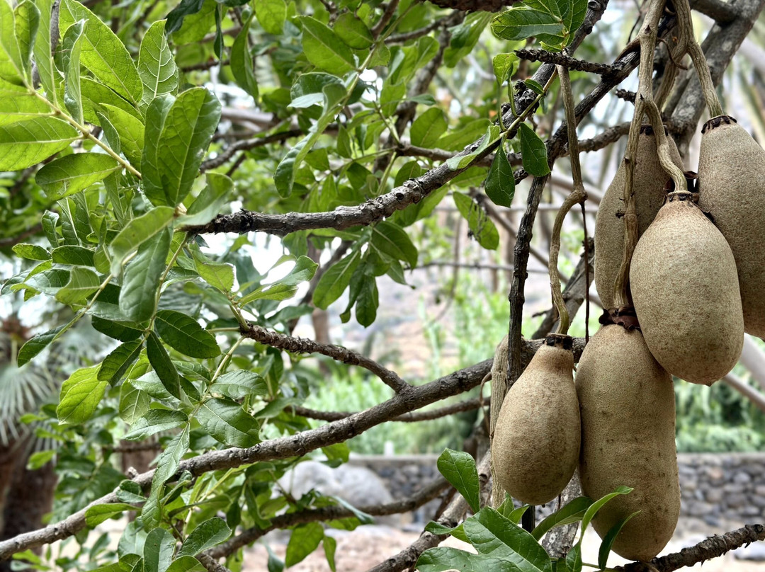 Jardin Botanico del Descubrimiento de Vallehermoso-Vallehermoso必去景点