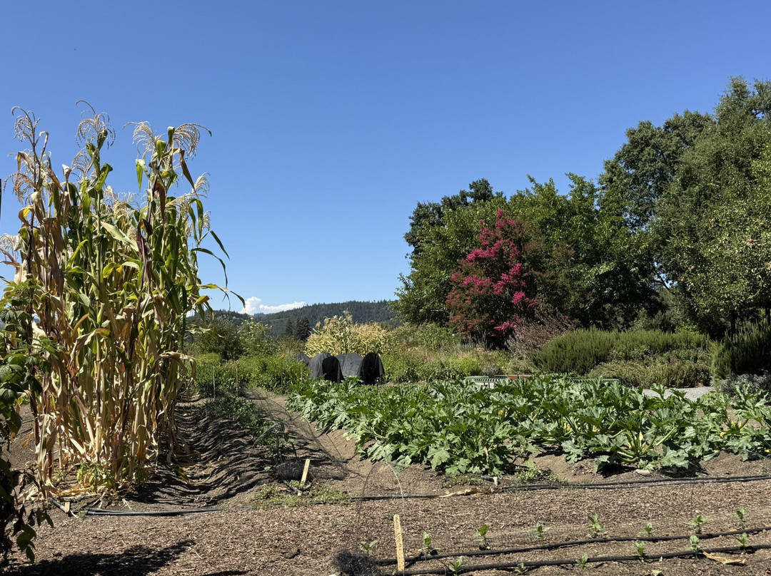Frog's Leap Winery-拉瑟福德必去景点