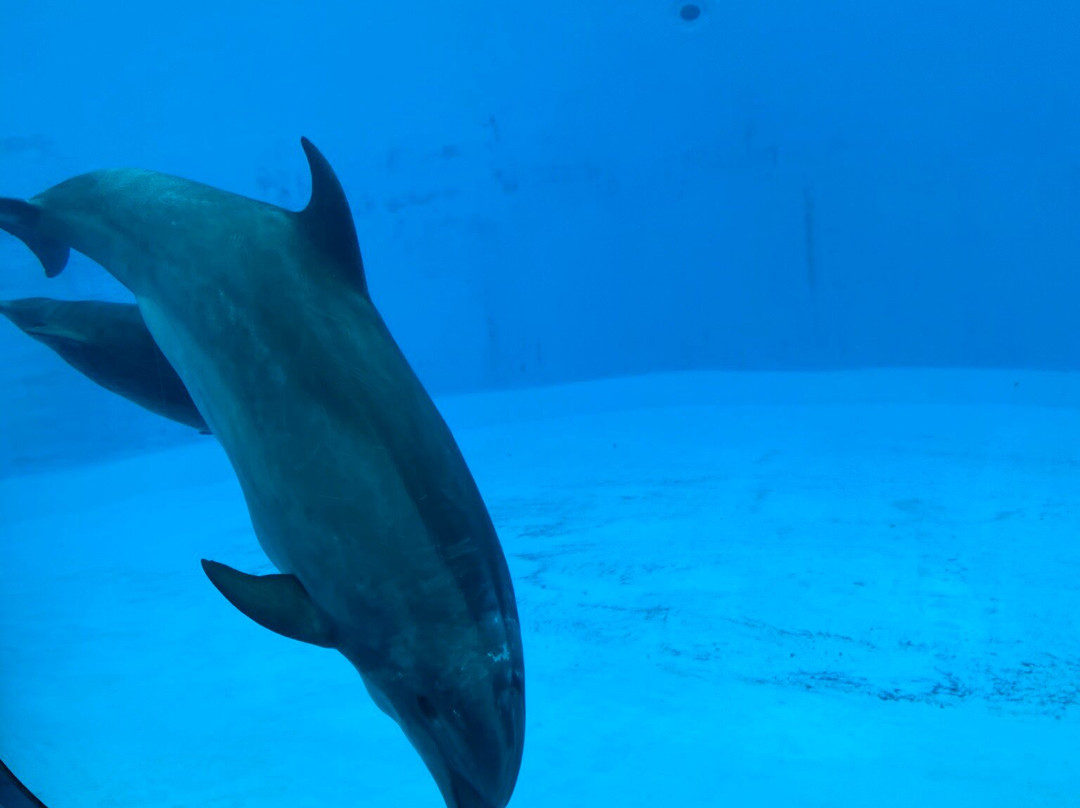 名古屋港水族馆-名古屋市必去景点