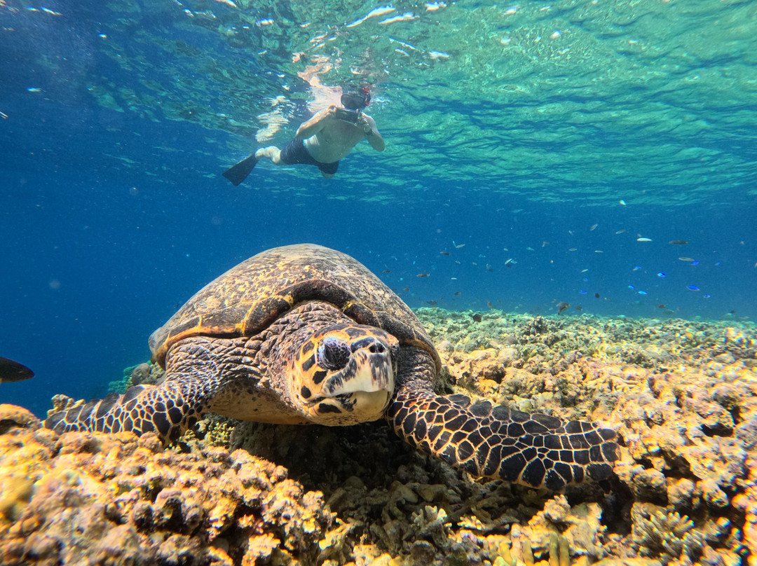 Menjangan Trip Snorkeling & Diving-Pejarakan必去景点