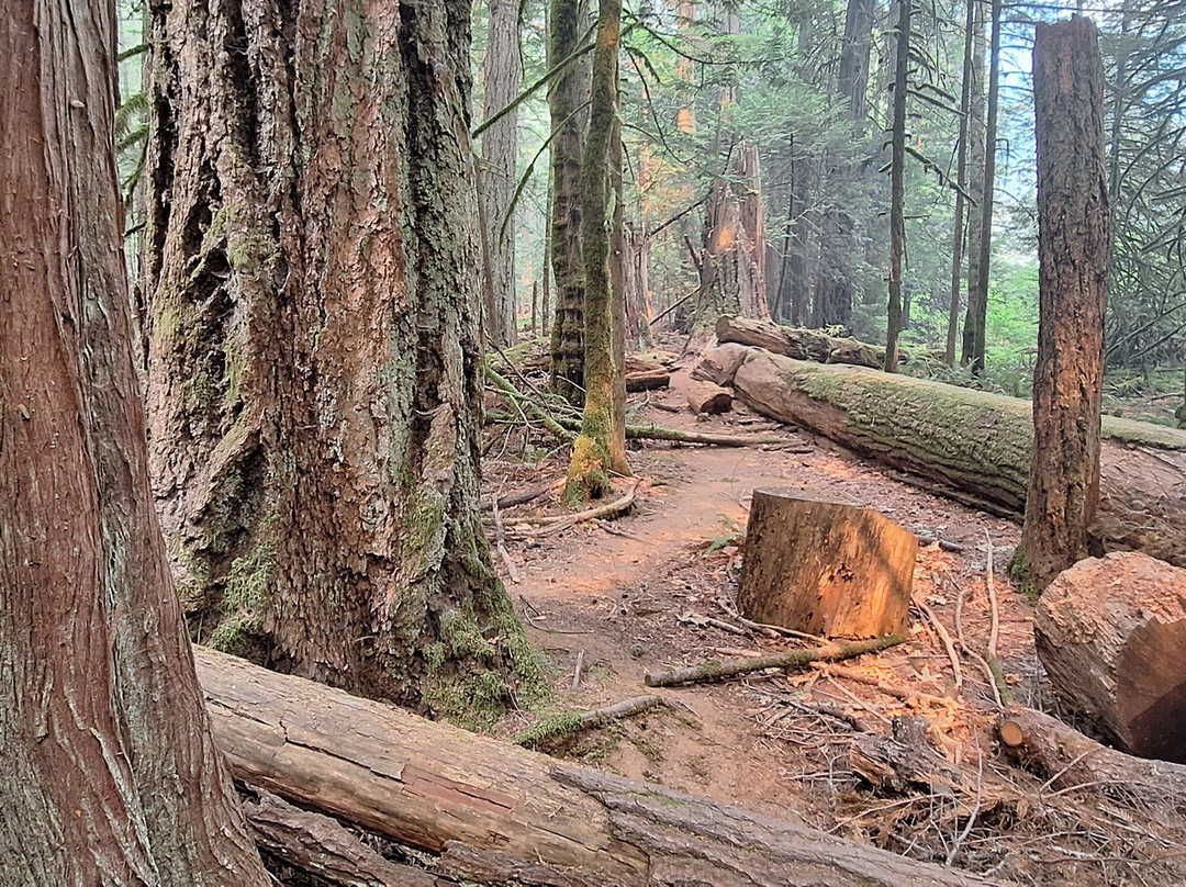 Cathedral Grove-艾伯尼港必去景点