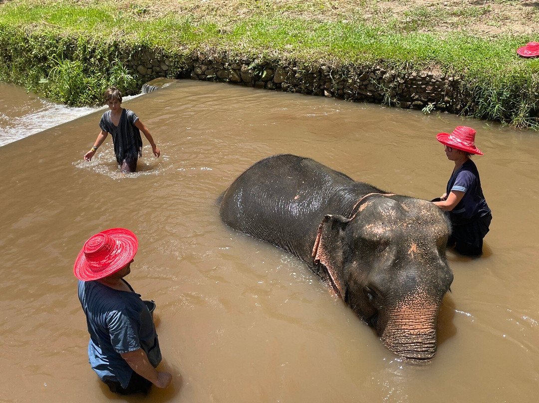 Doi Lom Elephant Rescue Sanctuary-夜登必去景点