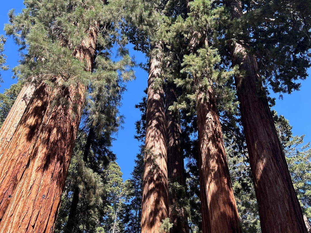 Sequoia National Park-维塞利亚必去景点