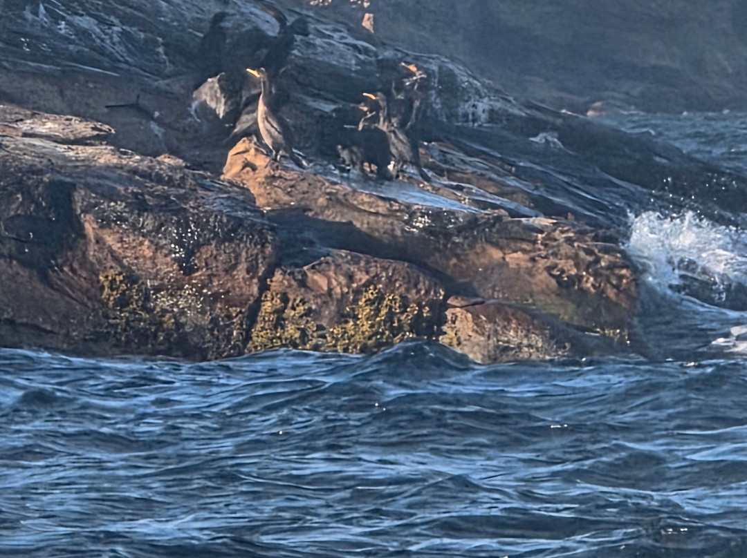 Bird Island Boat Tour-Big Bras d'Or必去景点