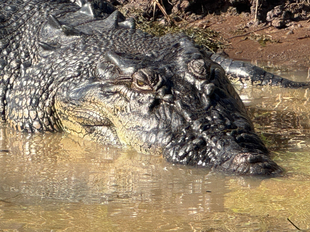 Wildlands Wetlands Safari Cruises-达尔文市必去景点