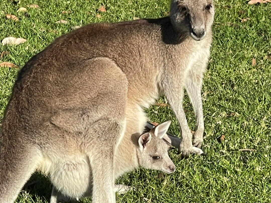 Kangaroo Encounters Guided Tours-尼尔森湾必去景点