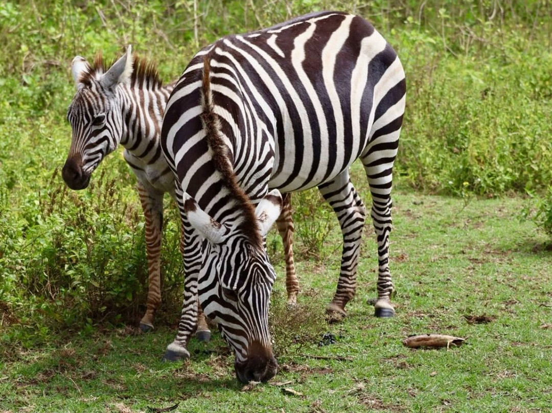Kenya Safari Con Kassim Luigi-瓦塔木必去景点