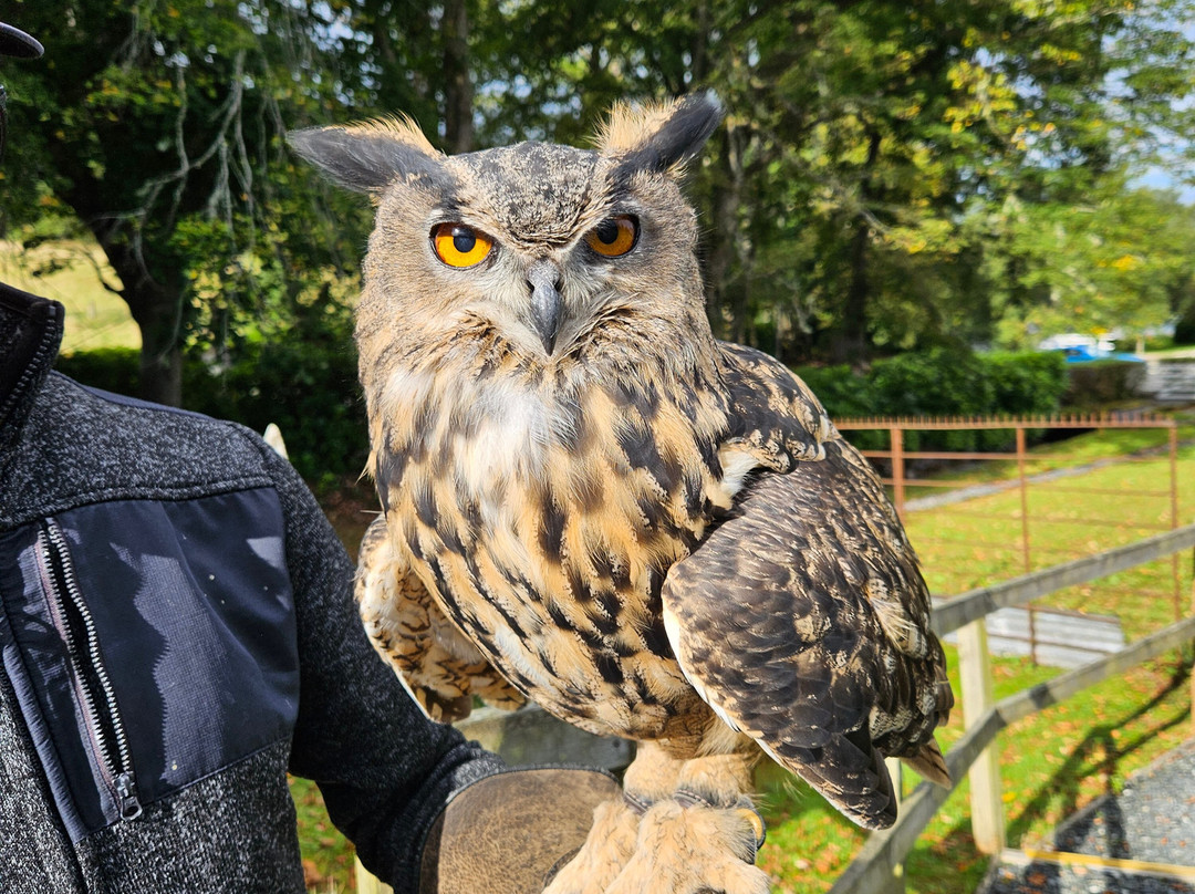 Shieldaig Falconry-盖尔洛赫必去景点