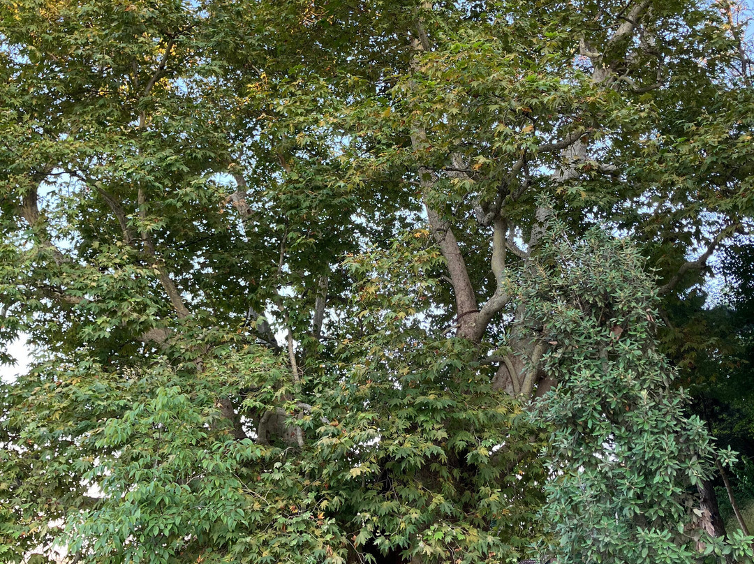 Giant Plane Tree-Telavi必去景点
