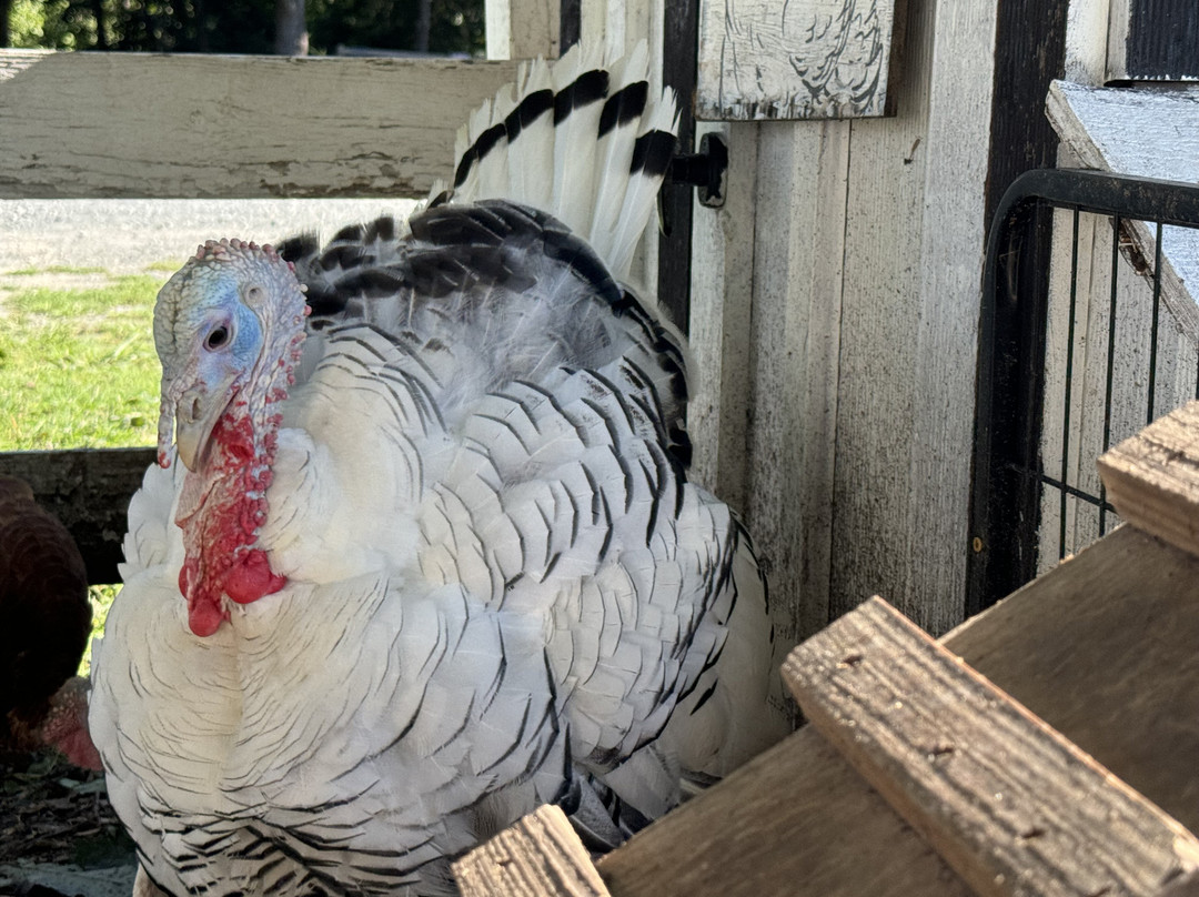 1870 Farm-教堂山必去景点