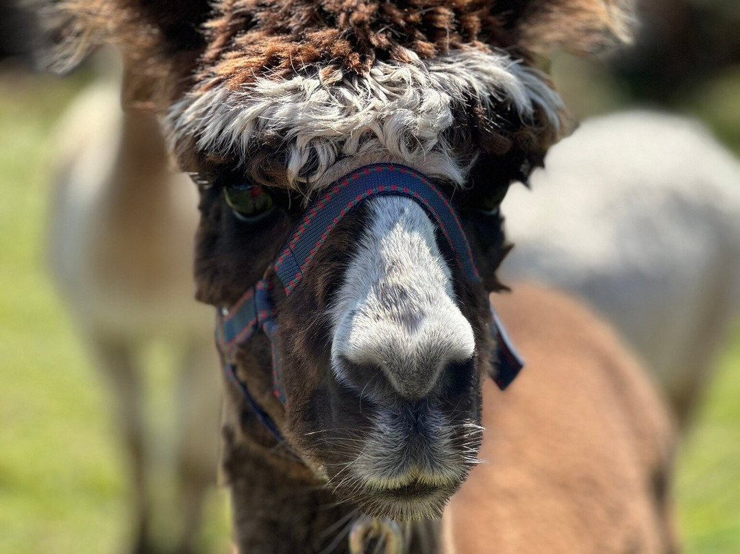Seaside Alpacas West Cork-Union Hall必去景点