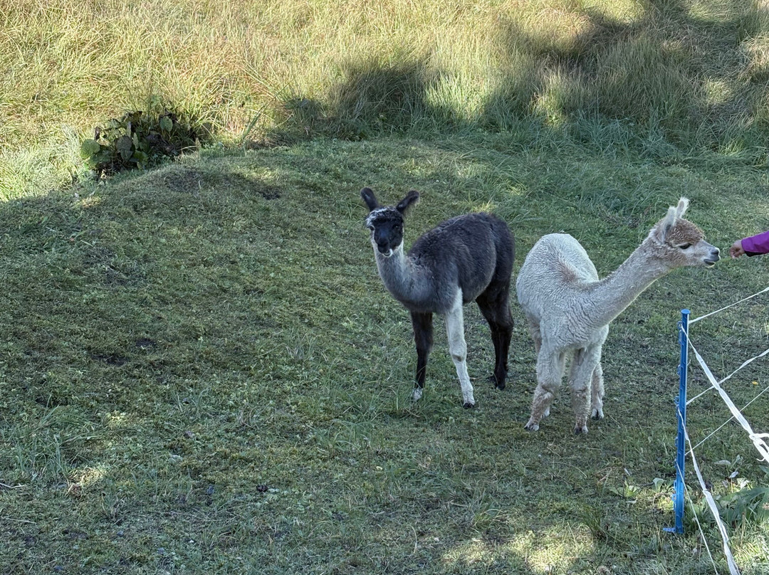 Berggasthof Steckholzer主图