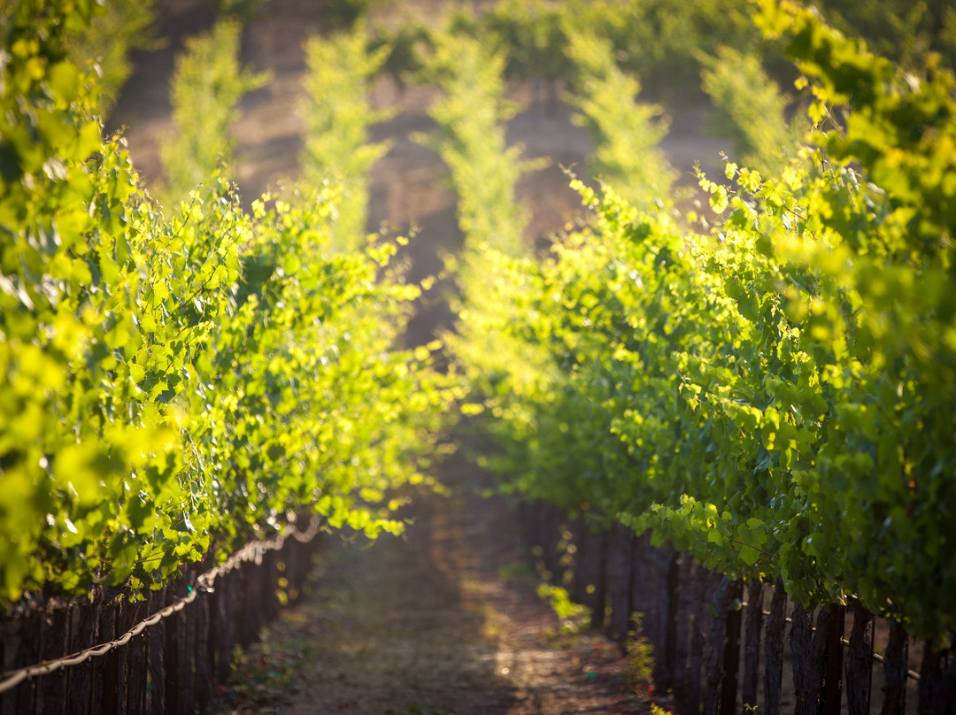 Rochioli Vineyards and Winery-希尔兹堡必去景点