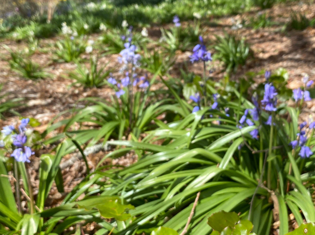 The Blue Mountains Botanic Garden-Mount Tomah必去景点