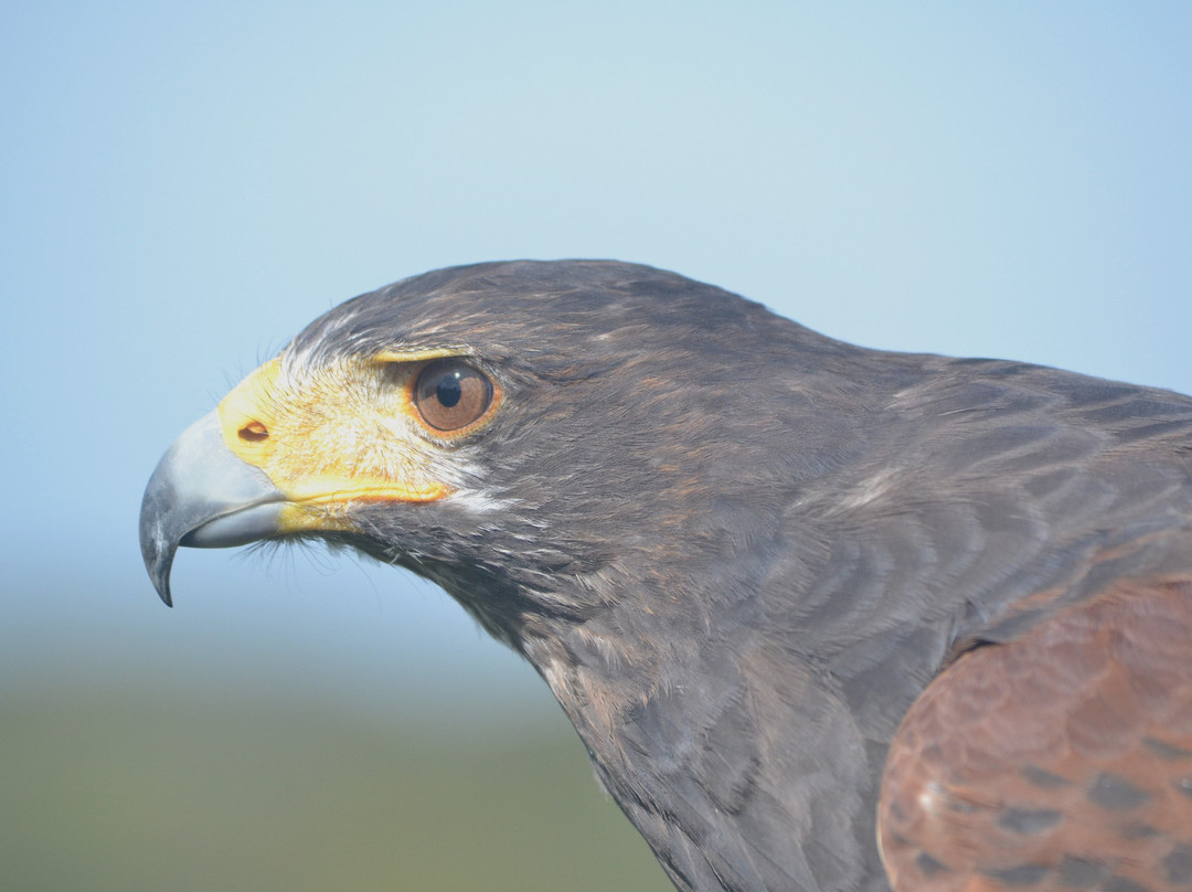 Kent Falconry Centre