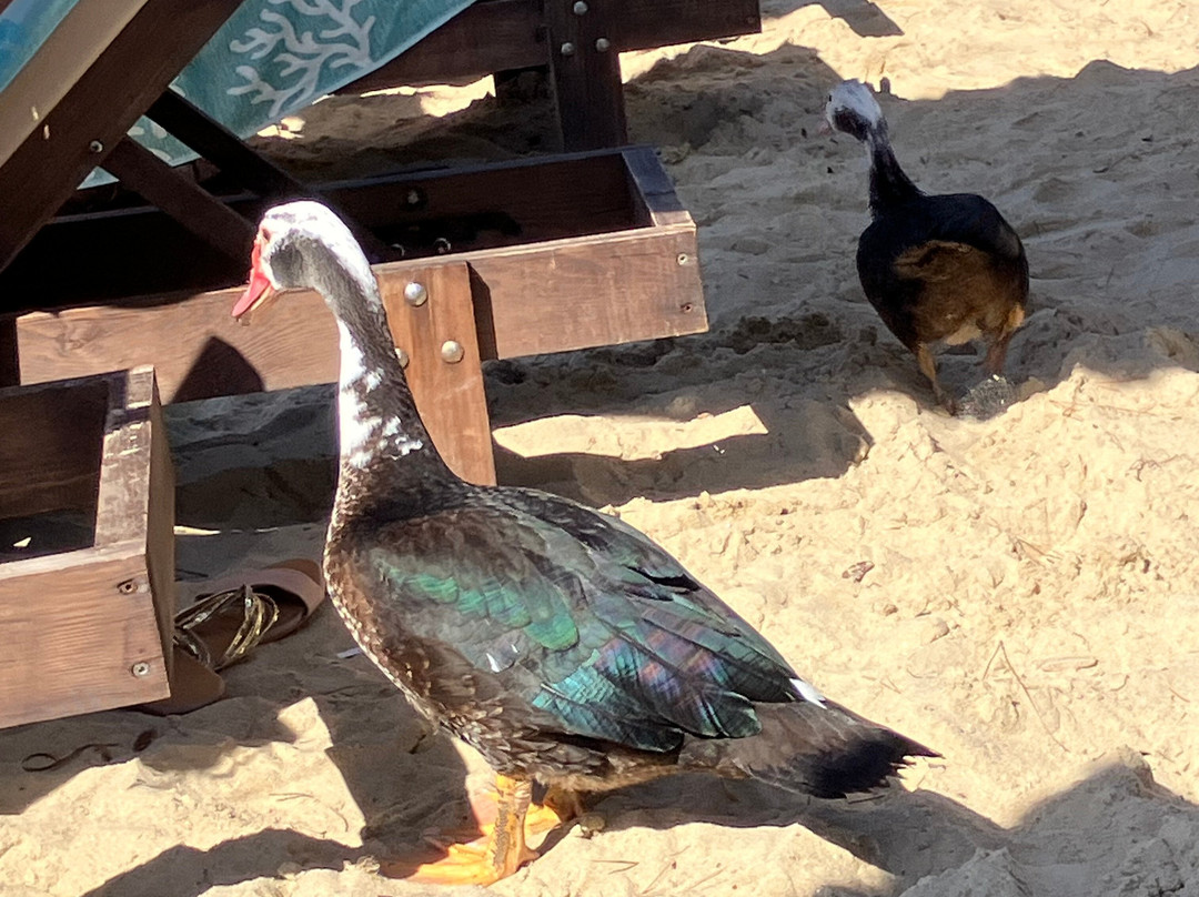 Cape Kanapitsa Hotel & Suites主图